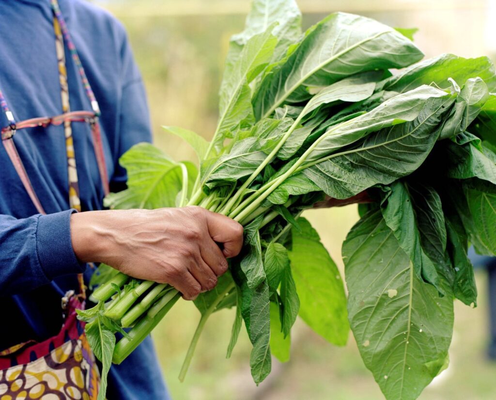 We Feed The UK - Soilsistar holding Callaloo, Falcon Fields © Arpita Shah