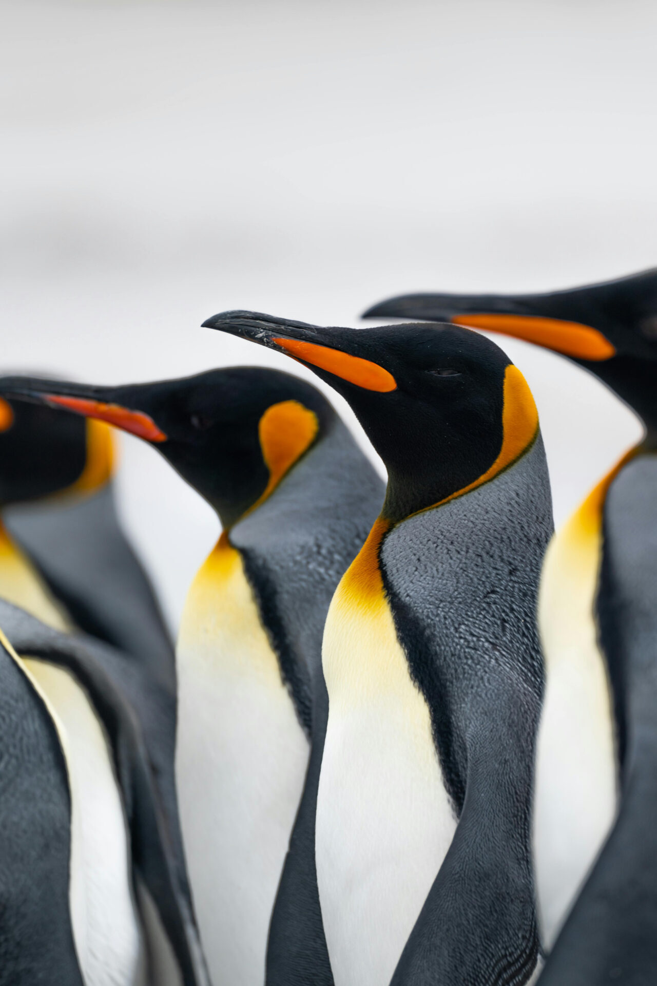 Penguins in Antarctica by Nico-Marin
