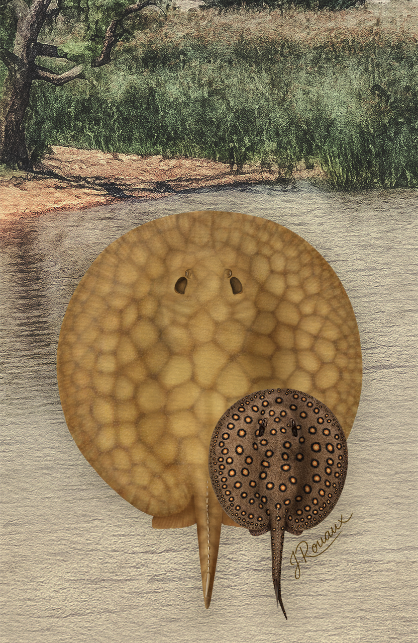 Freshwater stingrays from Uruguay illustrated by Julia Rouaux